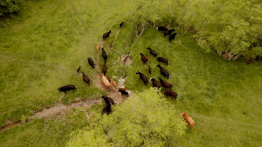 Harvesti﻿ng & Processing